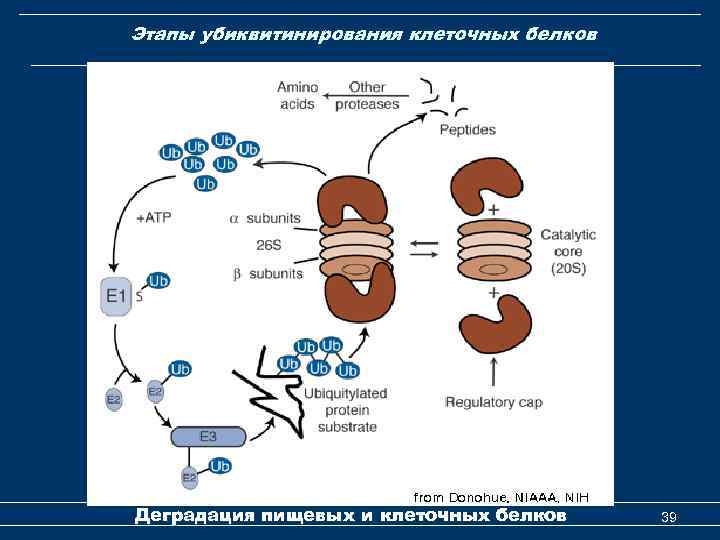 Этапы убиквитинирования клеточных белков Деградация пищевых и клеточных белков 39 