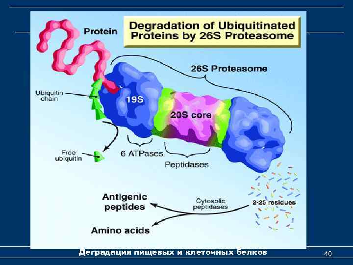Деградация клеточных белков Деградация пищевых и клеточных белков 40 