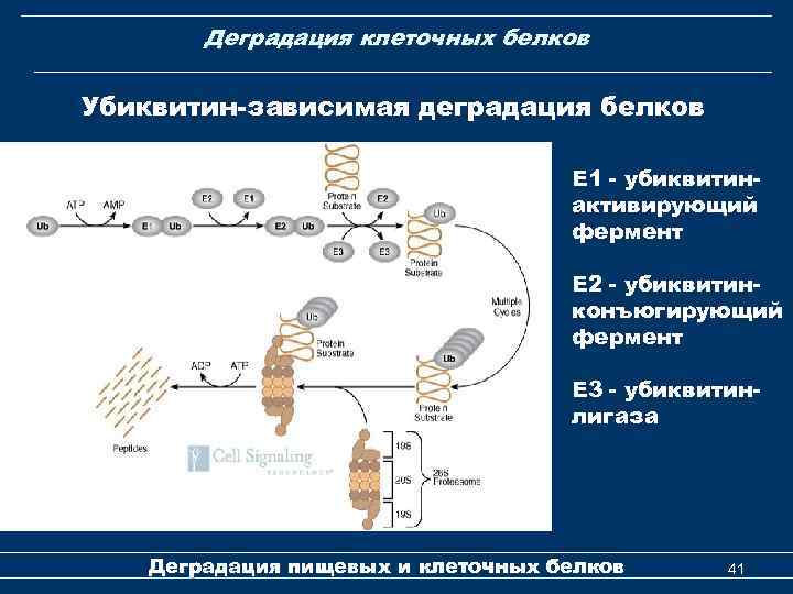 Деградация клеточных белков Убиквитин-зависимая деградация белков Е 1 - убиквитинактивирующий фермент E 2 -