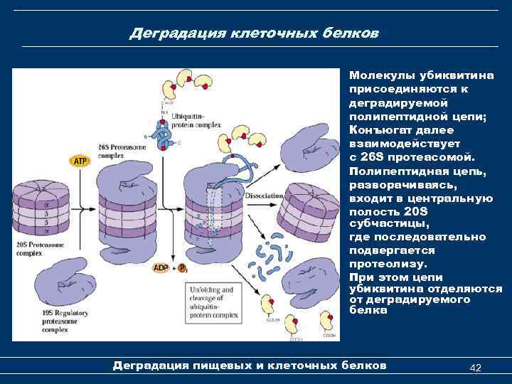 Деградация клеточных белков Молекулы убиквитина присоединяются к деградируемой полипептидной цепи; Конъюгат далее взаимодействует с