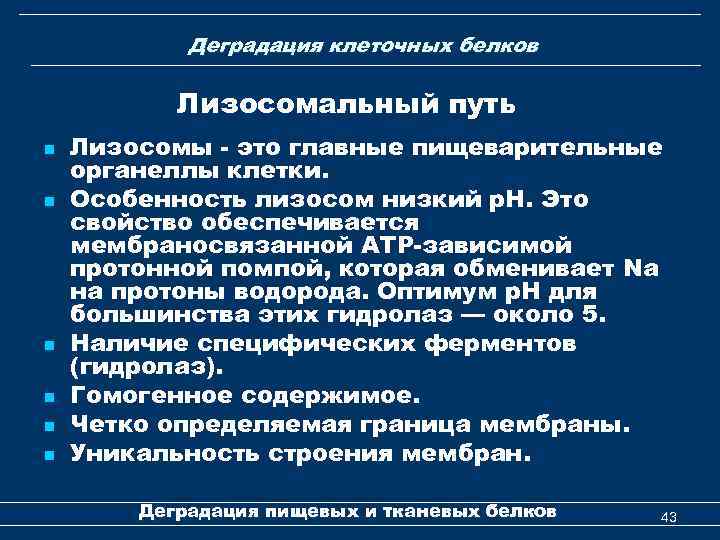 Деградация клеточных белков Лизосомальный путь n n n Лизосомы - это главные пищеварительные органеллы