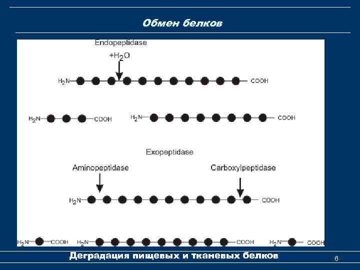 Обмен белков Деградация пищевых и тканевых белков 6 