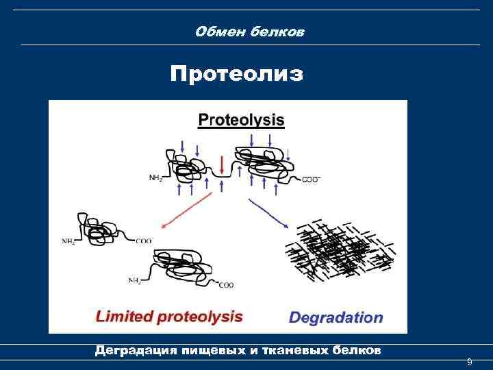 Обмен белков Протеолиз Деградация пищевых и тканевых белков 9 