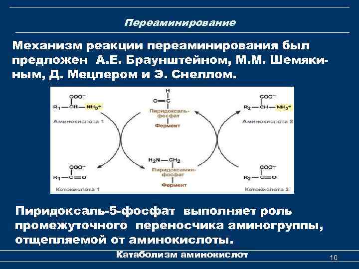 Переаминирование Механизм реакции переаминирования был предложен А. Е. Браунштейном, М. М. Шемякиным, Д. Мецлером