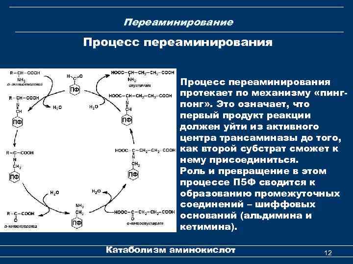 Переаминирование Процесс переаминирования протекает по механизму «пингпонг» . Это означает, что первый продукт реакции