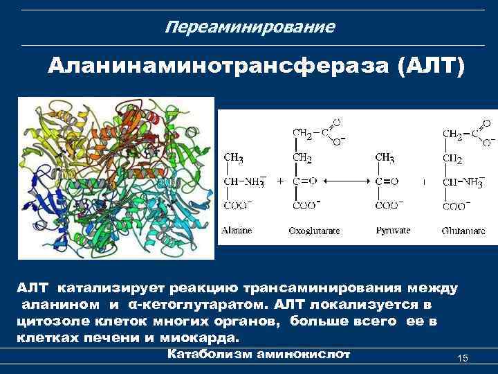 Переаминирование Аланинаминотрансфераза (АЛТ) АЛТ катализирует реакцию трансаминирования между аланином и α-кетоглутаратом. АЛТ локализуется в