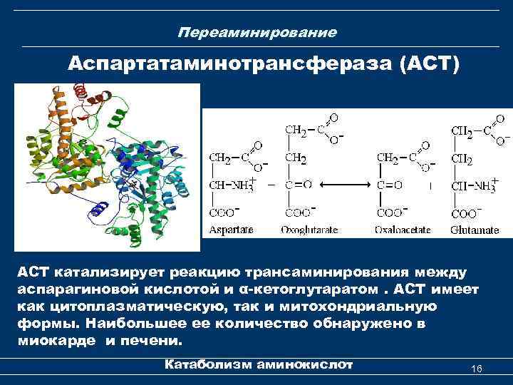 Переаминирование Аспартатаминотрансфераза (АСТ) ACT катализирует реакцию трансаминирования между аспарагиновой кислотой и α-кетоглутаратом. ACT имеет