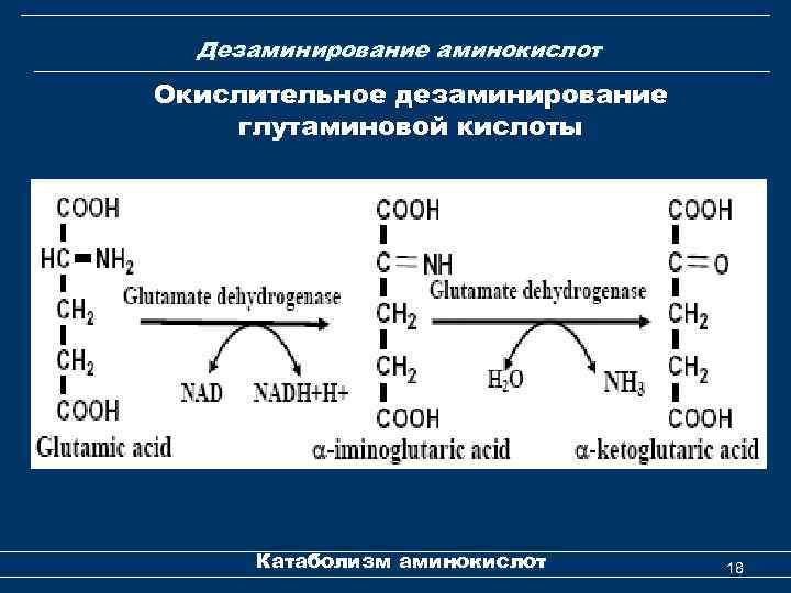 Дезаминирование аминокислот Окислительное дезаминирование глутаминовой кислоты Катаболизм аминокислот 18 