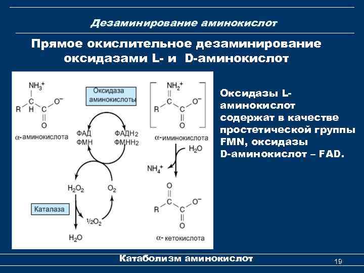 Дезаминирование аминокислот Прямое окислительное дезаминирование оксидазами L- и D-аминокислот Оксидазы Lаминокислот содержат в качестве