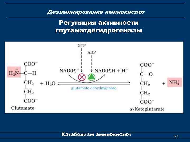 Дезаминирование аминокислот Регуляция активности глутаматдегидрогеназы Катаболизм аминокислот 21 