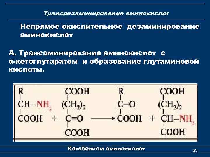 Трансдезаминирование аминокислот Непрямое окислительное дезаминирование аминокислот А. Трансаминирование аминокислот с α-кетоглутаратом и образование глутаминовой