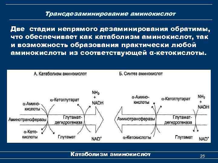 Трансдезаминирование аминокислот Две стадии непрямого дезаминирования обратимы, что обеспечивает как катаболизм аминокислот, так и