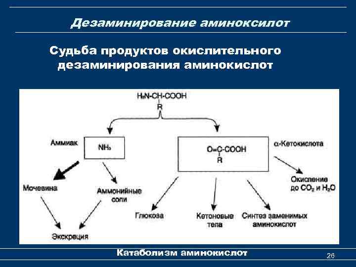 Дезаминирование аминоксилот Судьба продуктов окислительного дезаминирования аминокислот Катаболизм аминокислот 26 