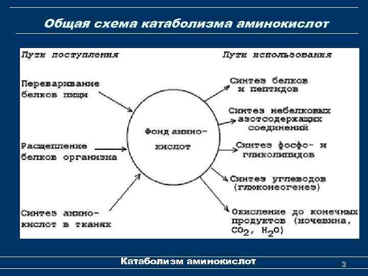 Общая схема катаболизма аминокислот Катаболизм аминокислот 3 