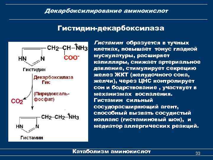 Декарбоксилирование аминокислот Гистидин-декарбоксилаза Гистамин образуется в тучных клетках, повышает тонус гладкой мускулатуры, расширяет капилляры,