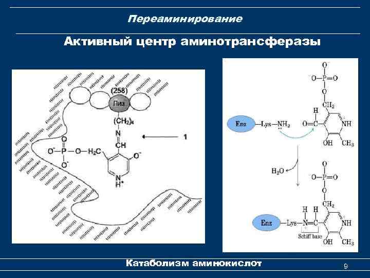 Переаминирование Активный центр аминотрансферазы Катаболизм аминокислот 9 