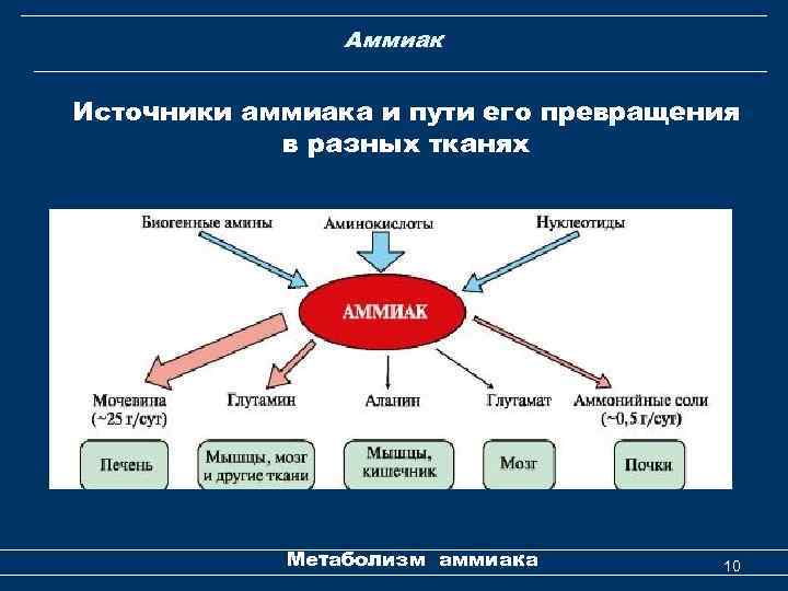 Аммиак Источники аммиака и пути его превращения в разных тканях Метаболизм аммиака 10 