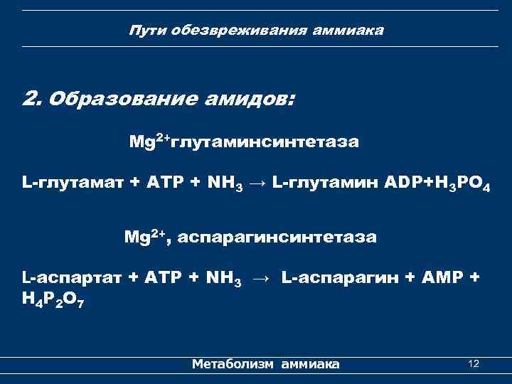 Пути обезвреживания аммиака 2. Образование амидов: Mg 2+глутаминсинтетаза L-глутамат + АТР + NH 3