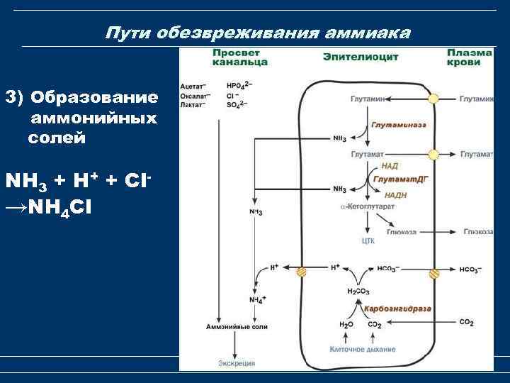 Пути обезвреживания аммиака 3) Образование аммонийных солей NH 3 + Н+ + Сl→NH 4