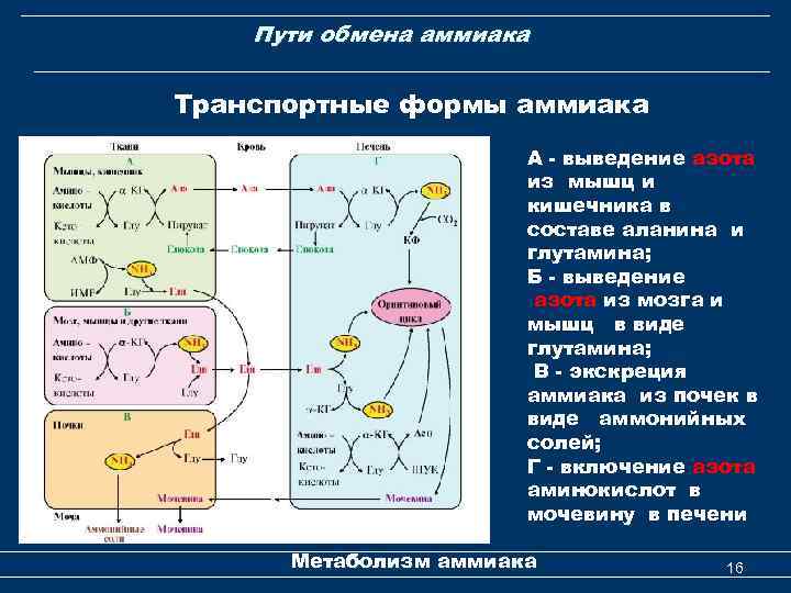 Пути обмена аммиака Транспортные формы аммиака А - выведение азота из мышц и кишечника