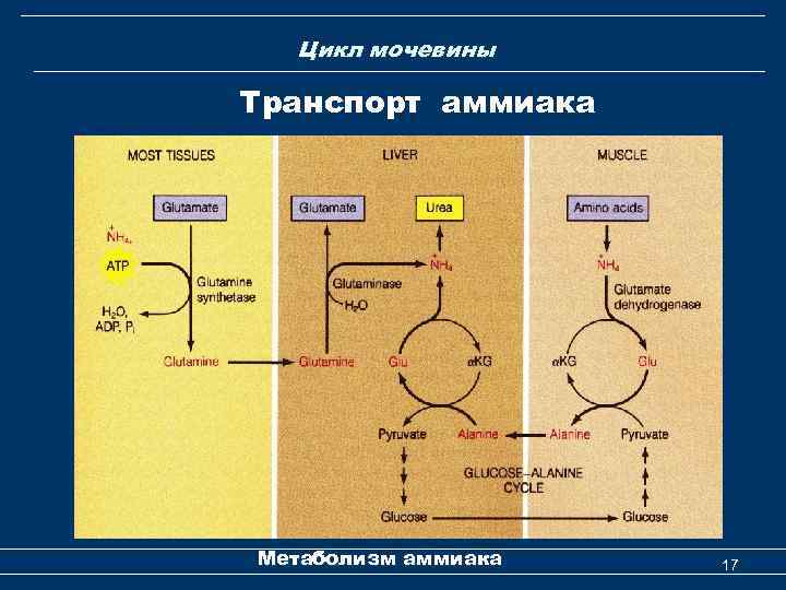  Цикл мочевины Транспорт аммиака Метаболизм аммиака 17 