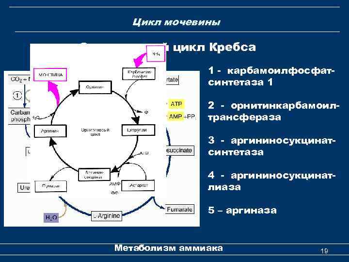  Цикл мочевины Орнитиновый цикл Кребса 1 - карбамоилфосфатсинтетаза 1 2 - орнитинкарбамоилтрансфераза 3