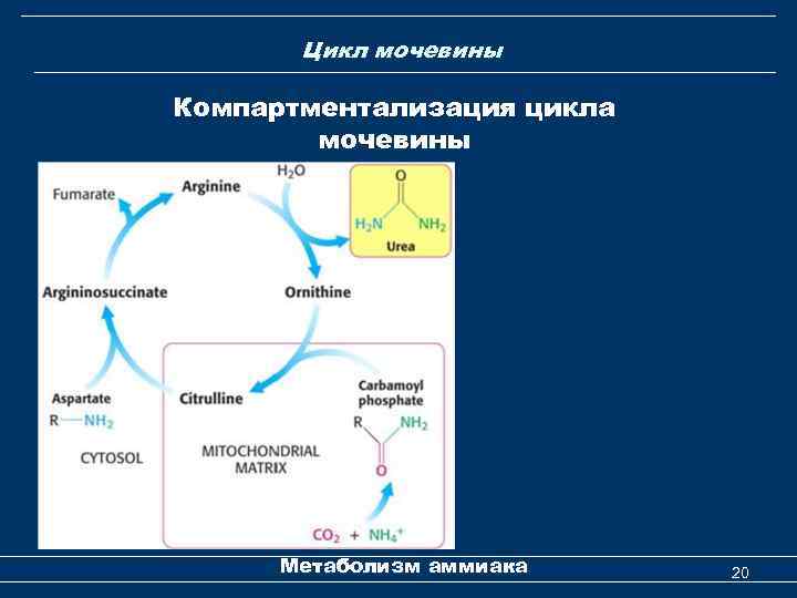  Цикл мочевины Компартментализация цикла мочевины Метаболизм аммиака 20 