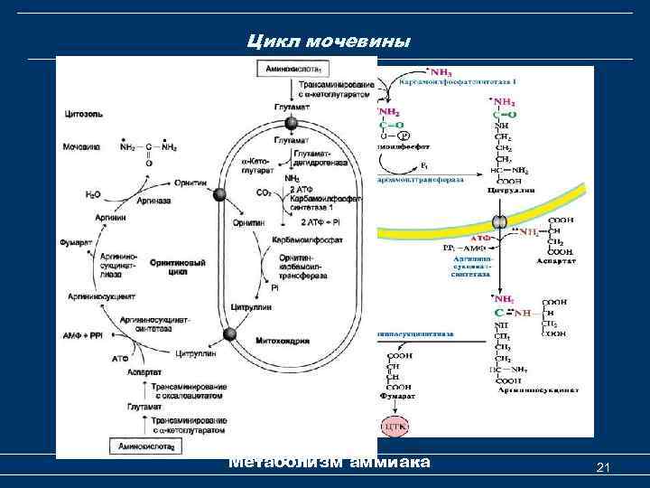  Цикл мочевины Метаболизм аммиака 21 