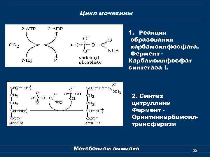  Цикл мочевины 1. Реакция образования карбамоилфосфата. Фермент Карбамоилфосфат синтетаза I. 2. Синтез цитруллина