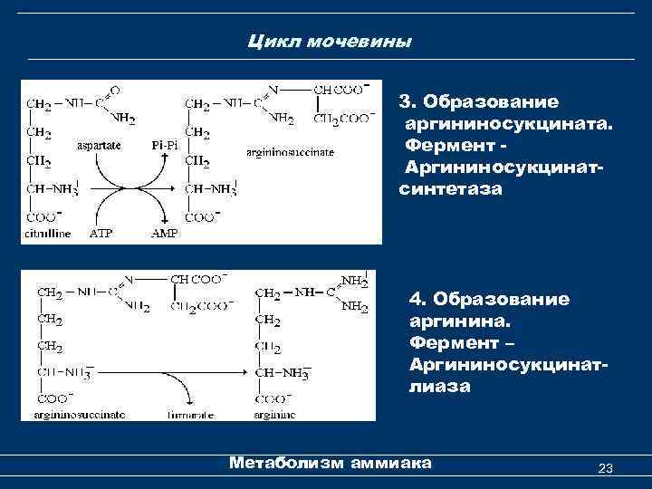  Цикл мочевины 3. Образование аргининосукцината. Фермент Аргининосукцинатсинтетаза 4. Образование аргинина. Фермент – Аргининосукцинатлиаза