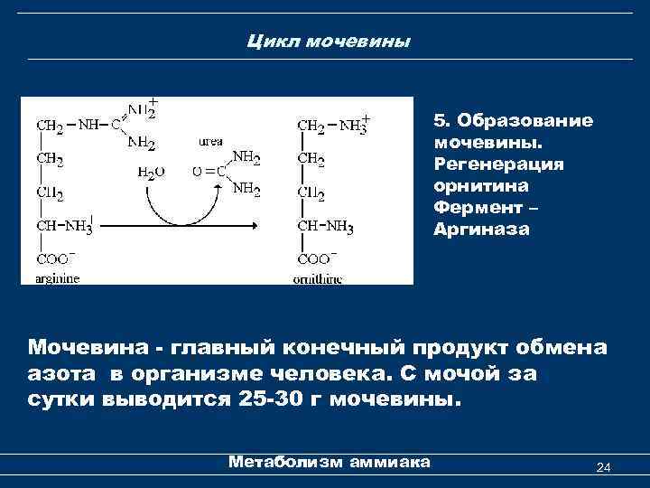 Обмен мочевины в организме. Образование мочевины биохимия. Распад мочевины. Орнитин биохимия. Расщепление аргинина на орнитин и мочевину.