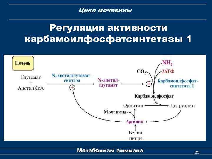 Цикл мочевины Регуляция активности карбамоилфосфатсинтетазы 1 Метаболизм аммиака 25 