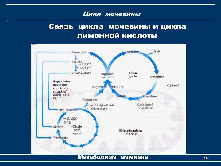 Цикл мочевины Связь цикла мочевины и цикла лимонной кислоты Метаболизм аммиака 26 