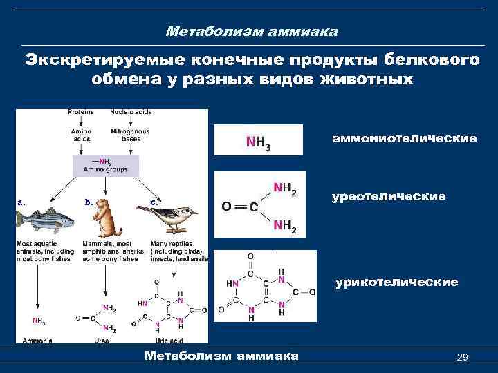  Метаболизм аммиака Экскретируемые конечные продукты белкового обмена у разных видов животных аммониотелические уреотелические