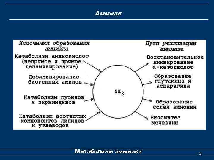  Аммиак Метаболизм аммиака 3 