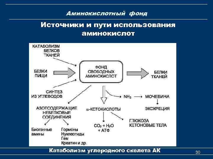 Аминокислотный фонд Источники и пути использования аминокислот Катаболизм углеродного скелета АК 30 