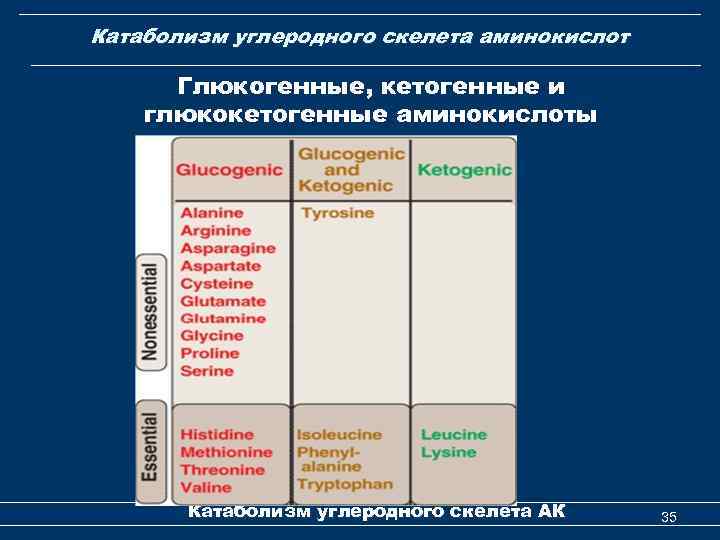 Катаболизм углеродного скелета аминокислот Глюкогенные, кетогенные и глюкокетогенные аминокислоты Катаболизм углеродного скелета АК 35