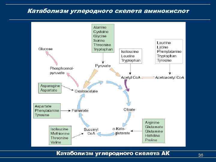 Катаболизм углеродного скелета аминокислот Катаболизм углеродного скелета АК 36 