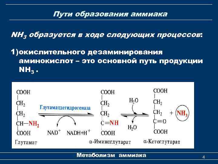 Пути образования аммиака NH 3 образуется в ходе следующих процессов: 1) окислительного дезаминирования аминокислот