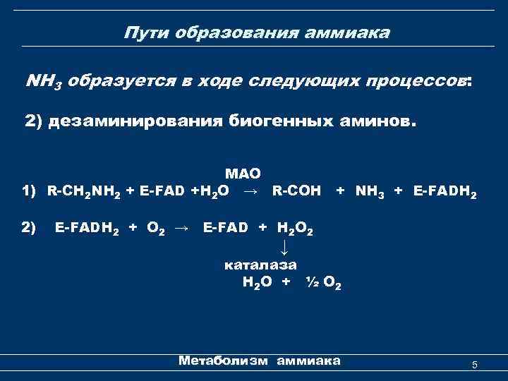 Пути образования аммиака NH 3 образуется в ходе следующих процессов: 2) дезаминирования биогенных аминов.