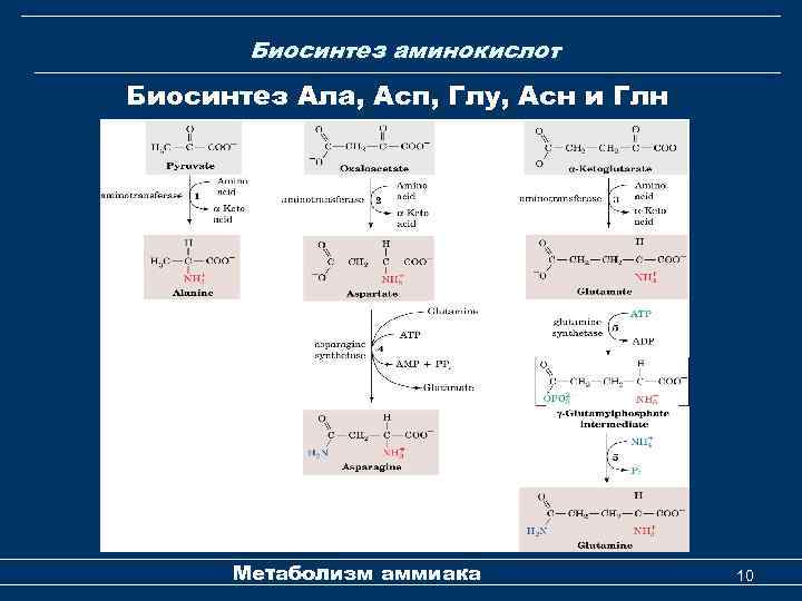 Биосинтез аминокислот Биосинтез Ала, Асп, Глу, Асн и Глн Метаболизм аммиака 10 
