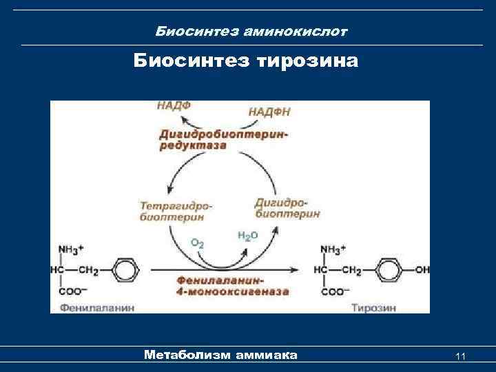 Биосинтез аминокислот Биосинтез тирозина Метаболизм аммиака 11 