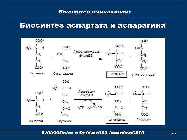 Биосинтез аминокислот Биосинтез аспартата и аспарагина Катаболизм и биосинтез аминокислот 12 