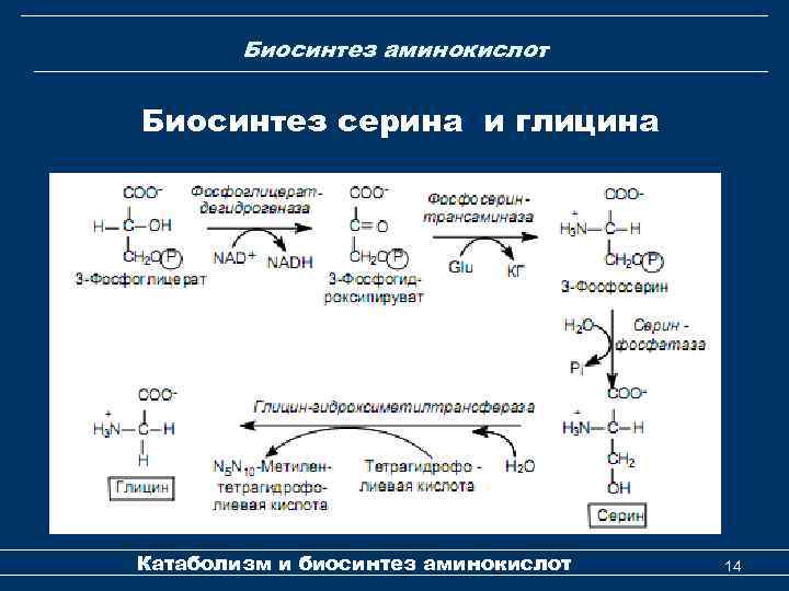 Биосинтез аминокислот Биосинтез серина и глицина Катаболизм и биосинтез аминокислот 14 