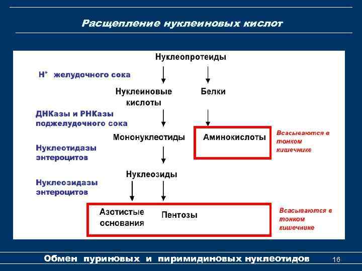 Расщепление нуклеиновых кислот Обмен пуриновых и пиримидиновых нуклеотидов 16 