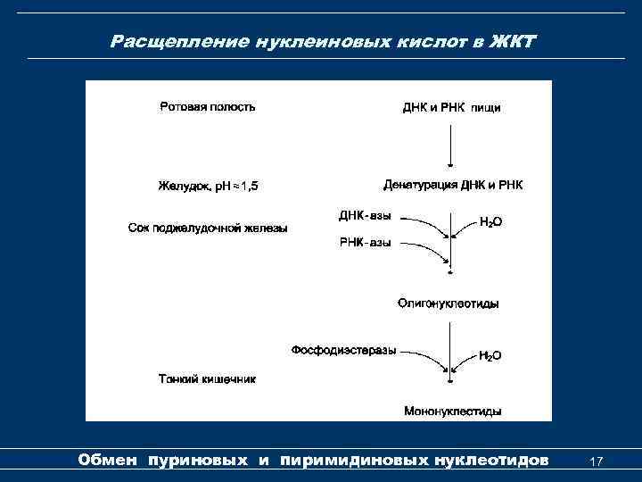 Расщепление нуклеиновых кислот в ЖКТ Обмен пуриновых и пиримидиновых нуклеотидов 17 