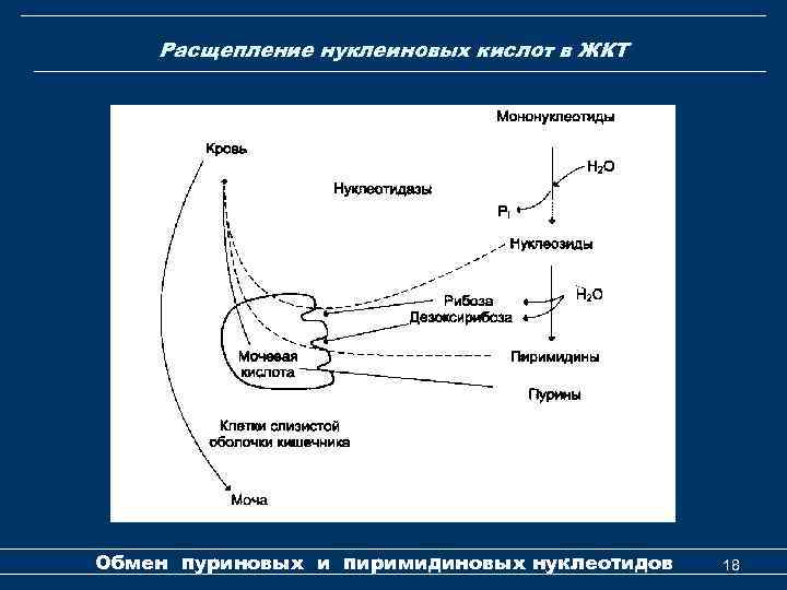 Расщепление нуклеиновых кислот в ЖКТ Обмен пуриновых и пиримидиновых нуклеотидов 18 