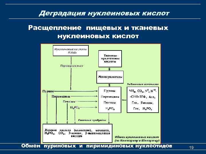 Деградация нуклеиновых кислот Расщепление пищевых и тканевых нуклеиновых кислот Обмен пуриновых и пиримидиновых нуклеотидов