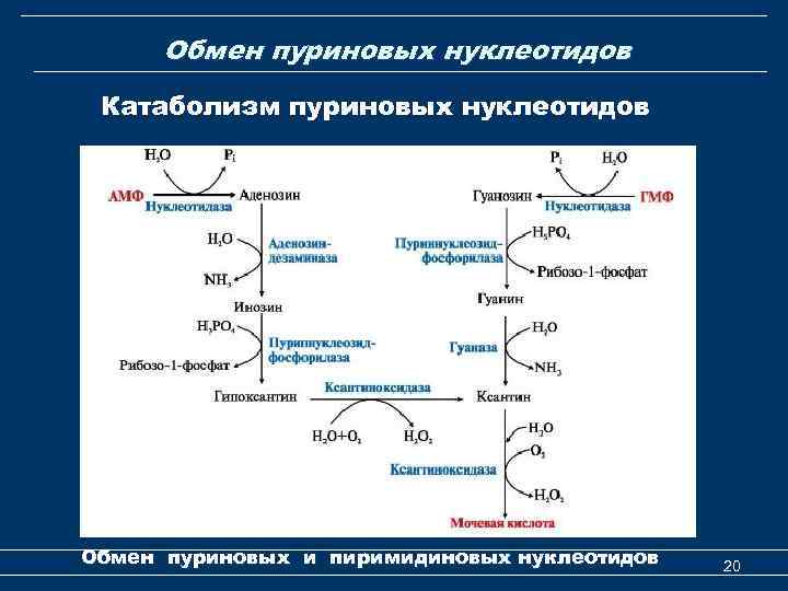 Обмен пуриновых нуклеотидов Катаболизм пуриновых нуклеотидов Обмен пуриновых и пиримидиновых нуклеотидов 20 