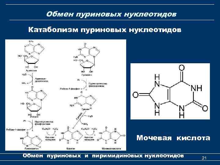 Обмен пуриновых нуклеотидов Катаболизм пуриновых нуклеотидов Мочевая кислота Обмен пуриновых и пиримидиновых нуклеотидов 21